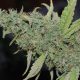 THC-CBD-Content-Medical-Cannabis