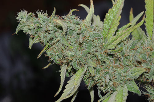 THC-CBD-Content-Medical-Cannabis